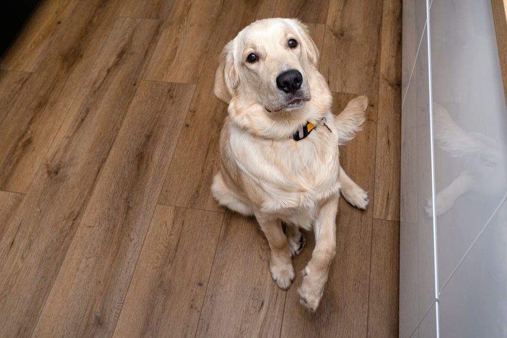 Vinyl plank flooring installation in a modern home